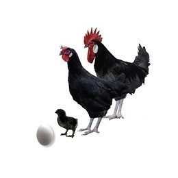 imagen gallina castellana negra